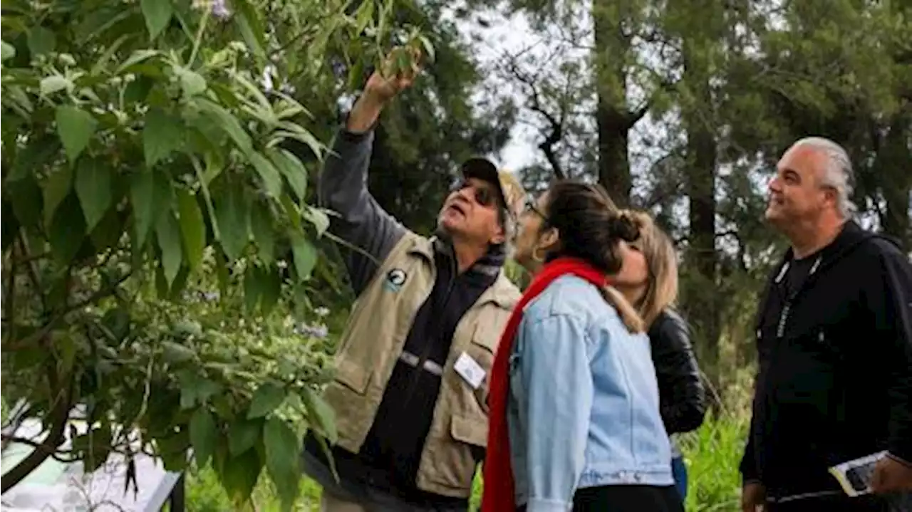 Ambientalistas denuncian la tala de árboles en la Reserva Ecológica de la Costanera Sur