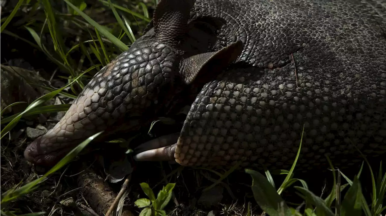 North Carolina is seeing a growing number of armadillos as winters get warmer