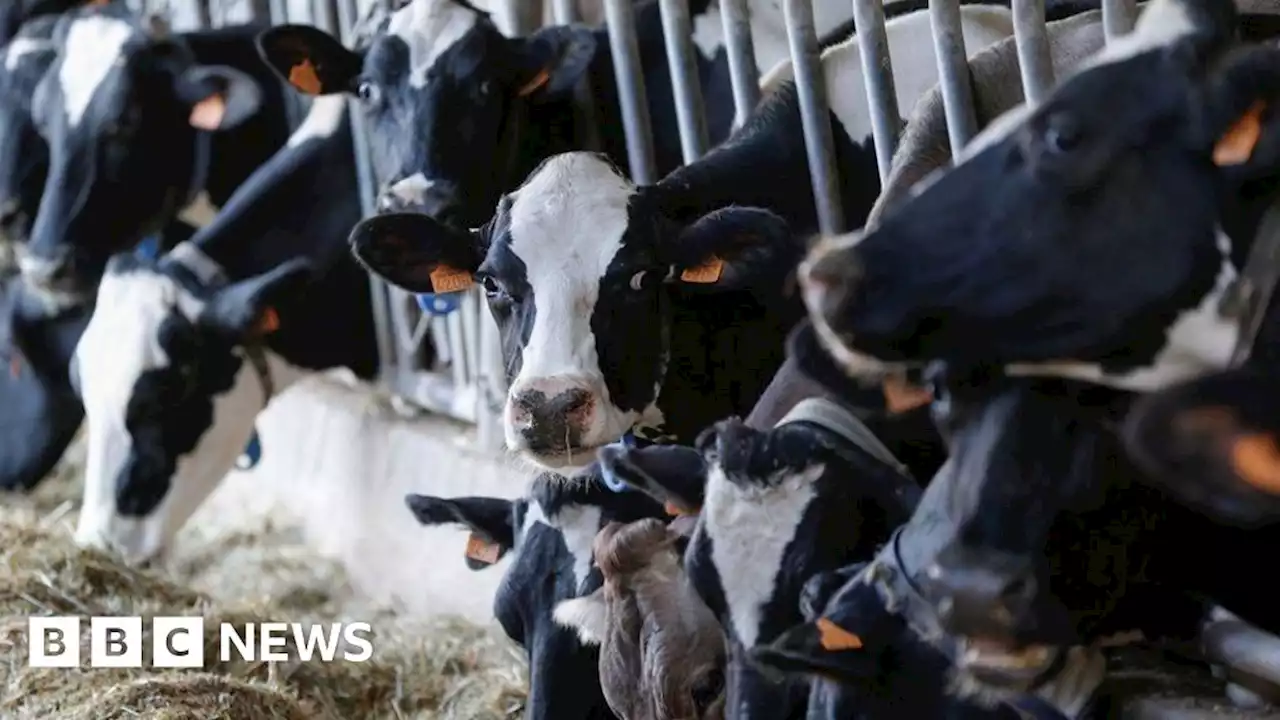 Bovine TB tests stopped across Northern Ireland