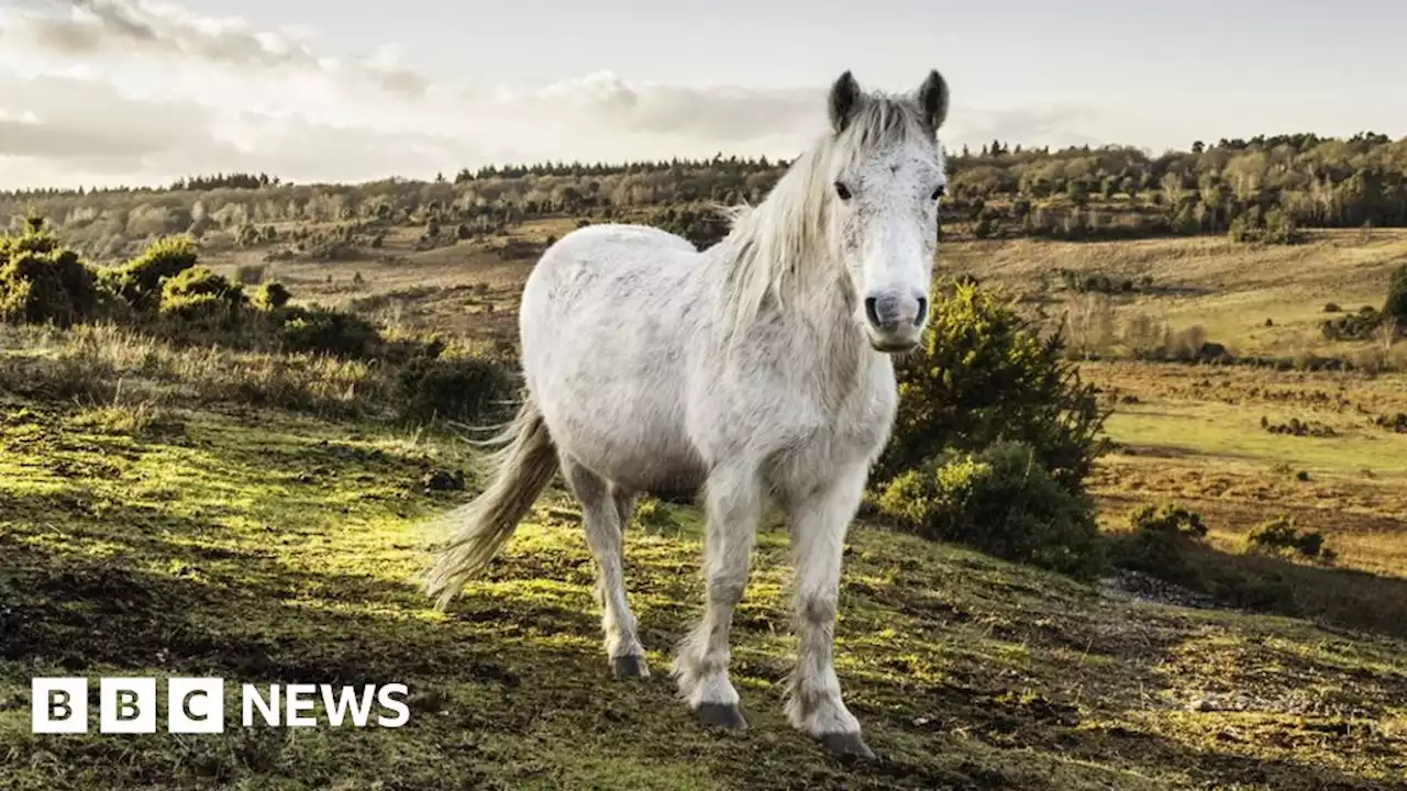 New Forest barbecue and animal feeding fines approved