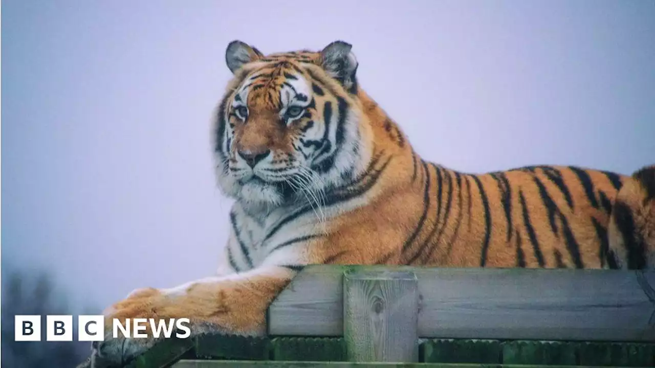 Colchester Zoo plans to become charitable trust and expand habitats