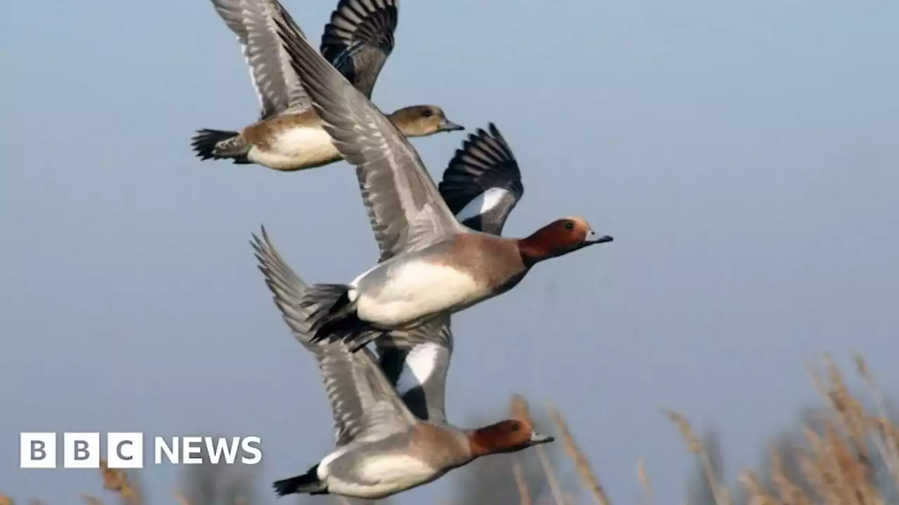 East Atlantic Flyway UNESCO nomination is 'tremendous news'