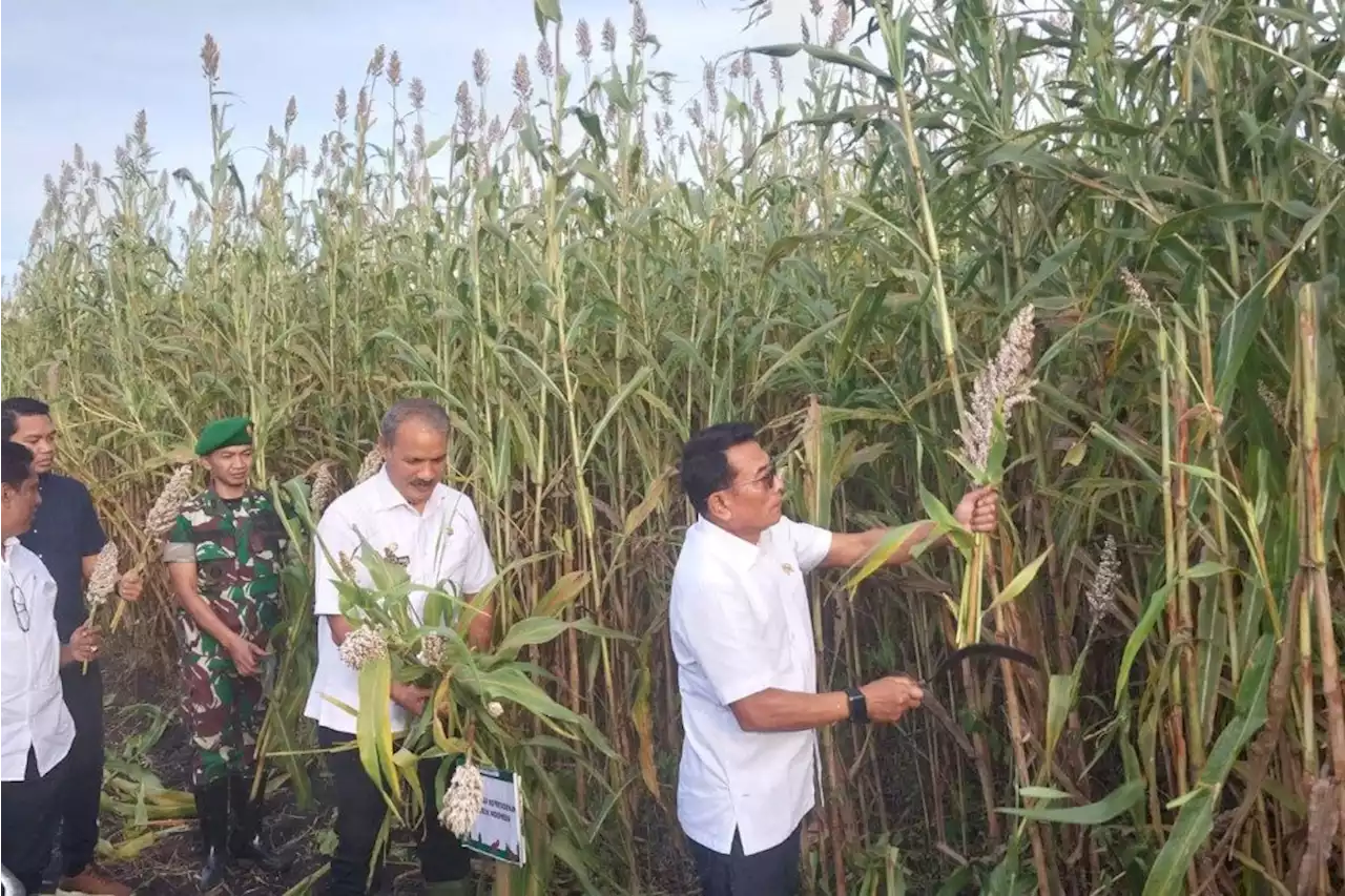 Moeldoko Targetkan Tanam Sorgum Seluas 400 Hektare di Waingapu