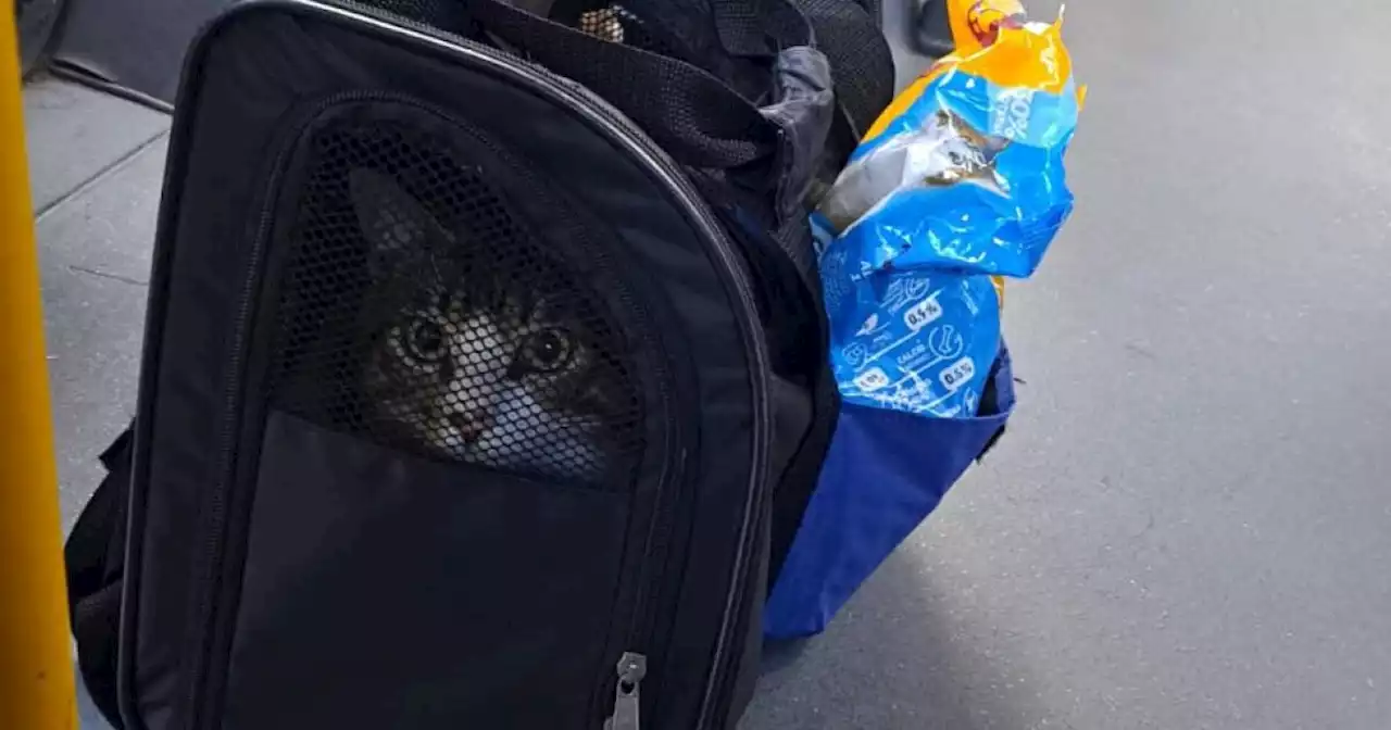 Gatito hallado en una ruta de Transmilenio en Bogotá ya tiene un nuevo hogar