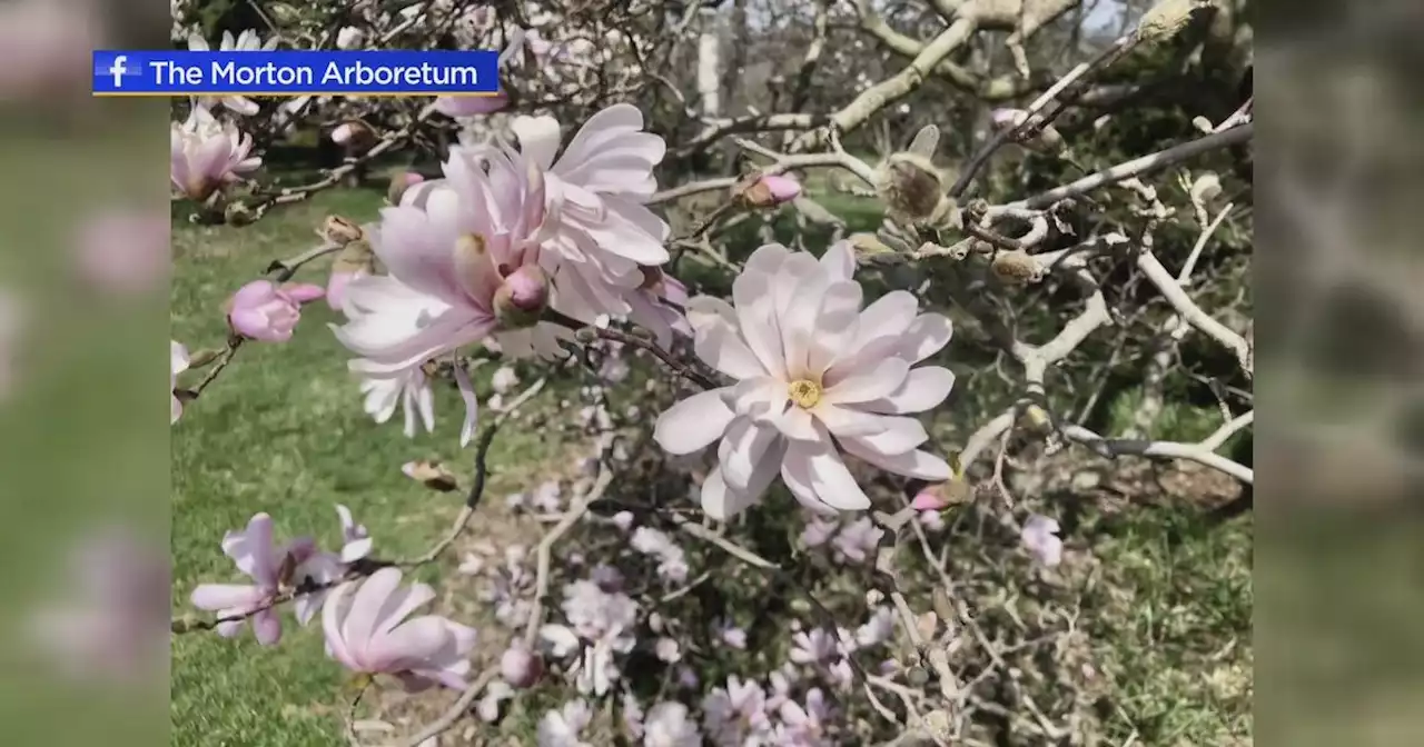 Magnolias trees blooming at Morton Arboretum in Lisle