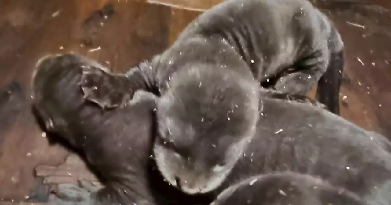 Rare giant otter triplets born at wildlife park