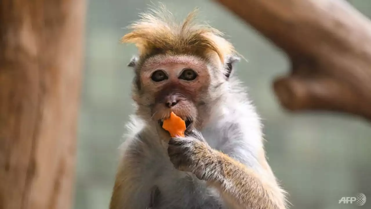 Monkey business: Sri Lanka considers macaque sales to China