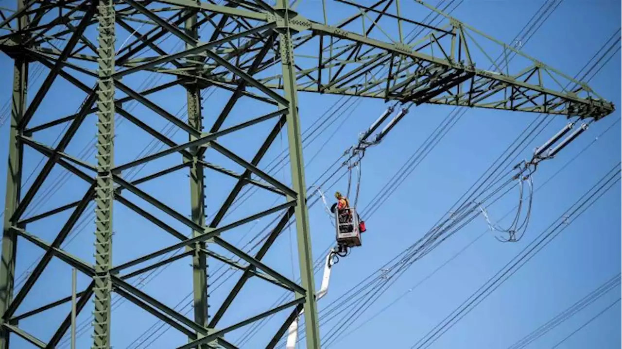 Schwan sorgt für Stromausfall in Forst