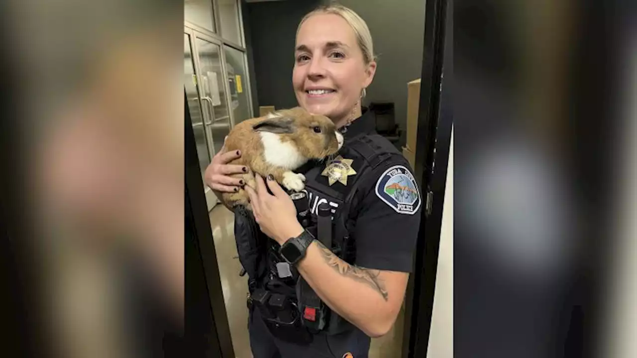 This California city's newest police recruit, 'Officer Hops,' is a therapy bunny | CNN