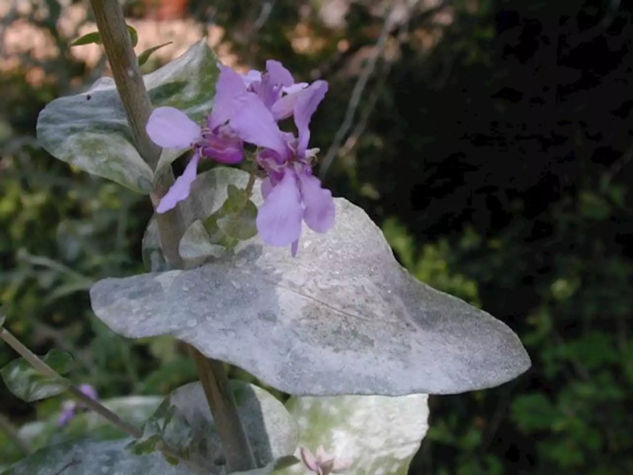 Rare Texas wildflower gets environmental protection in federal ruling