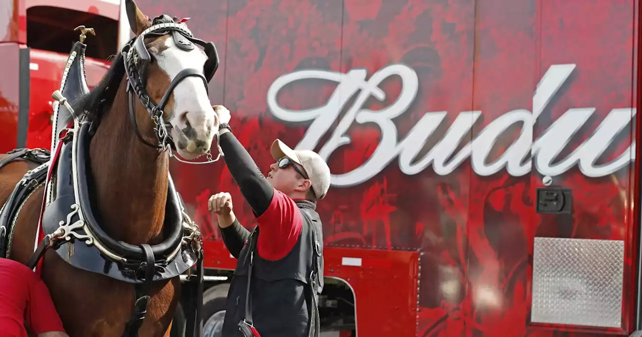 Budweiser distributor cancels Clydesdale events over 'safety concerns' after Dylan Mulvaney Bud Light debacle