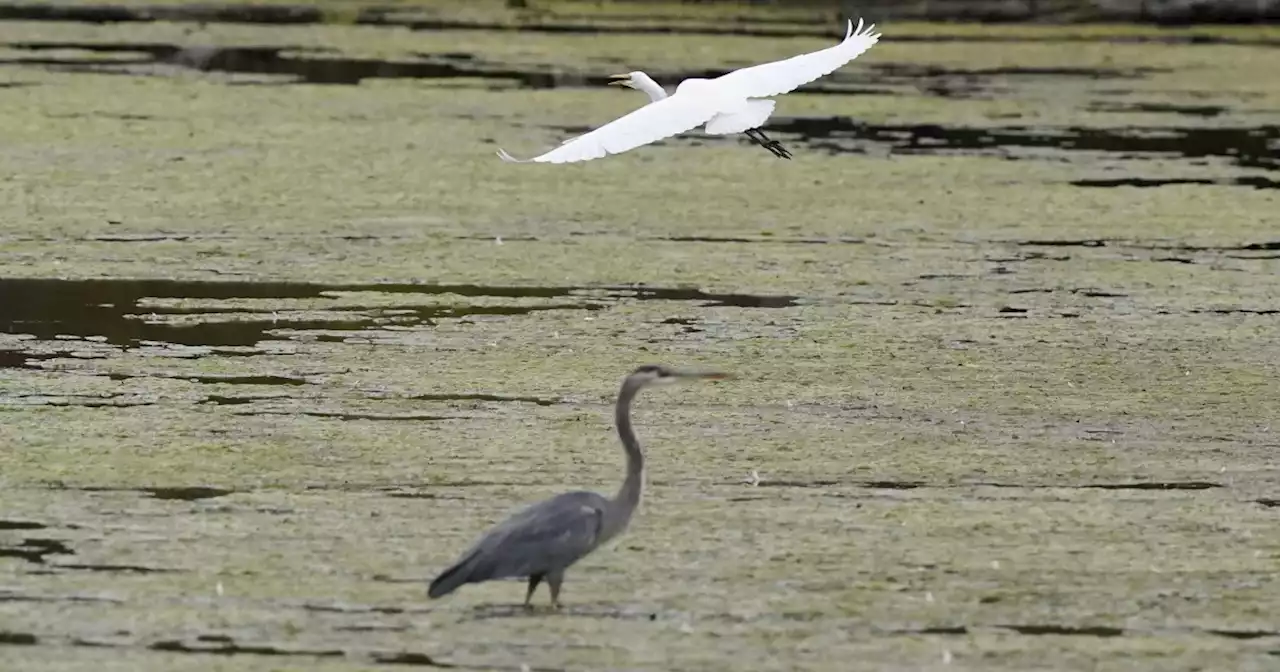 Federal judge blocks Biden clean water rule in 24 states