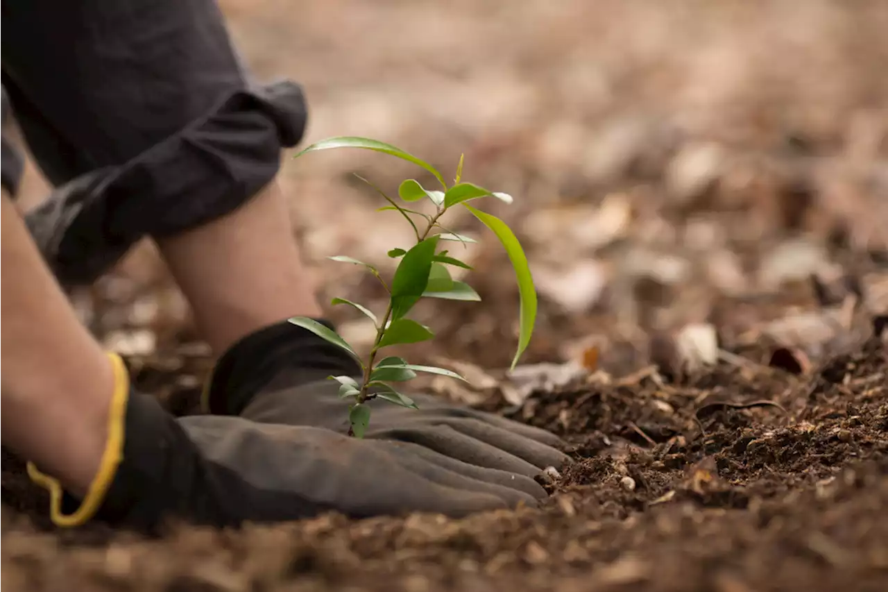 We Can’t Just Plant Billions of Trees to Stop Climate Change