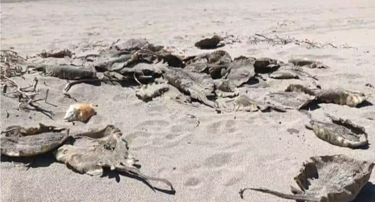 Aparecen rayas y mantarrayas muertas en playa de Sonora; ecologistas denuncian maltrato animal | El Universal