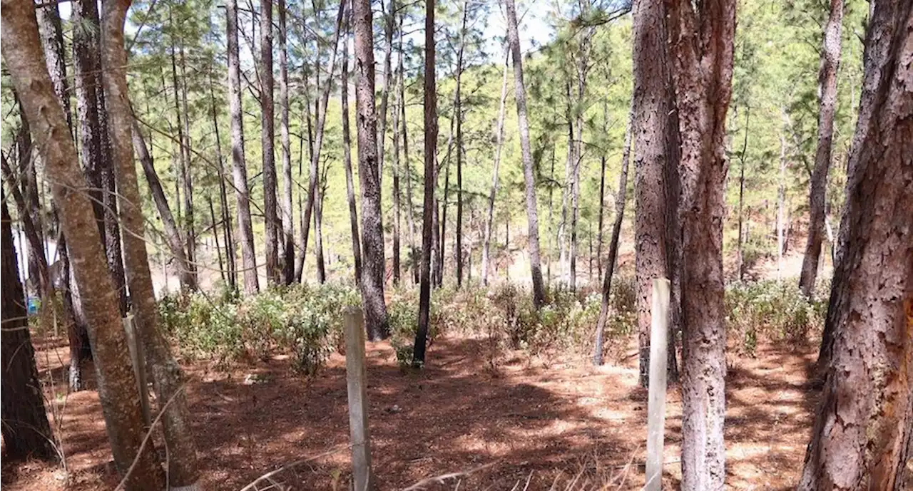 Controlan incendio forestal en sierra de Sinaloa | El Universal