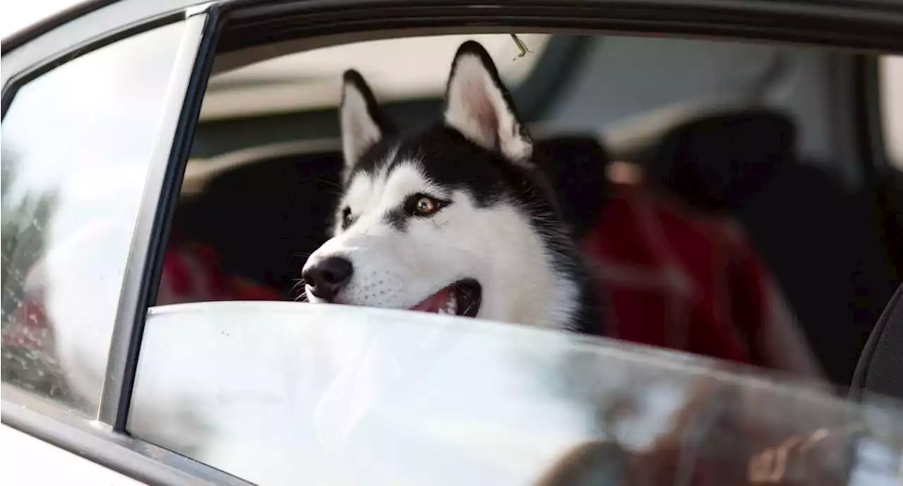 Cuál es la multa por llevar a tu perro en el auto en la CDMX | El Universal