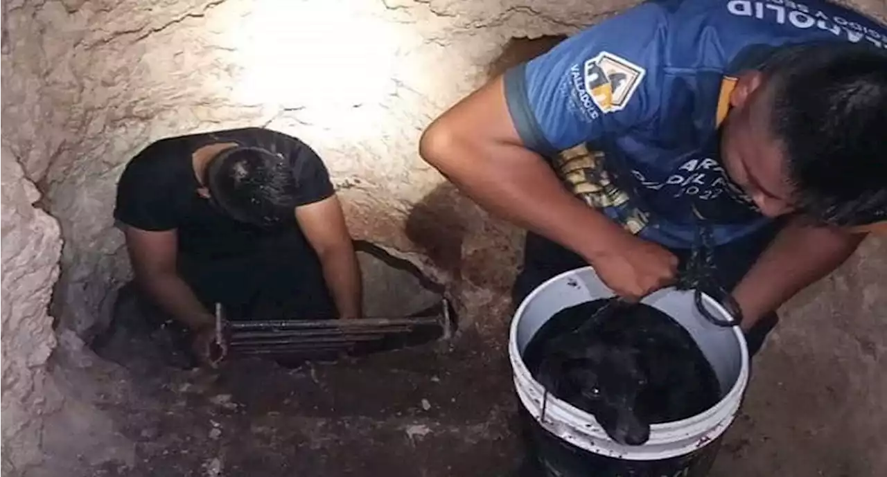 Rescatan a perrito que cayó en cenote en Valladolid, Yucatán | El Universal