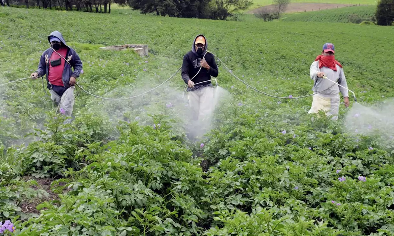 Las frutas y verduras con más pesticidas: conozca sus riesgos para la salud