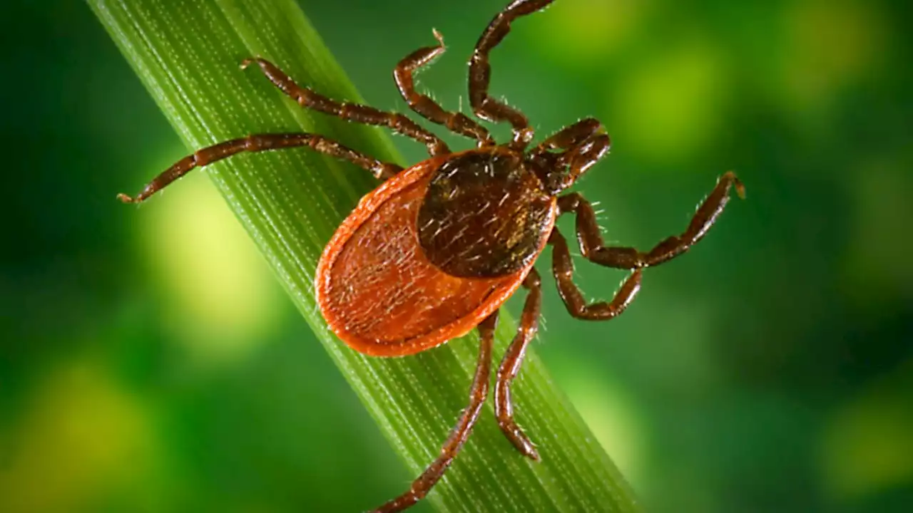 Vaccines For Lyme Disease And Norovirus? Moderna Working On Shots Targeting Tick-Borne Infection And Vomiting Bug