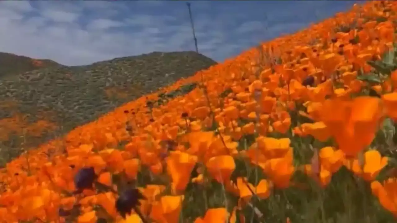 Best places to see California's wildflower super bloom