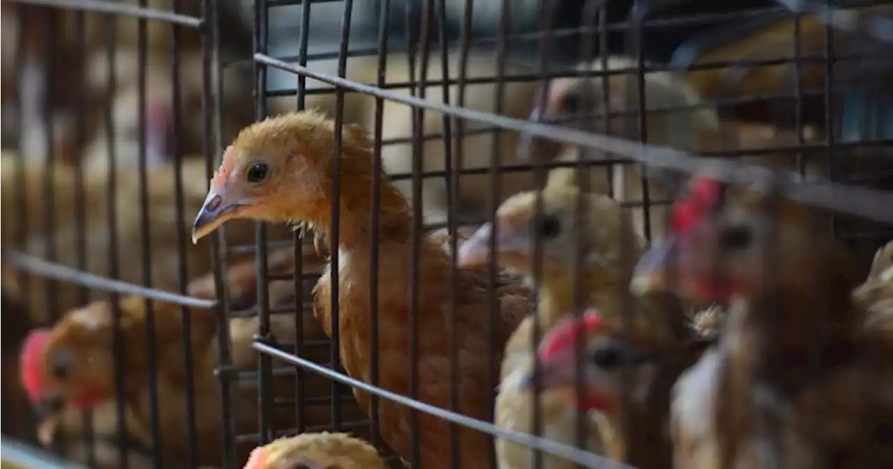 1st human death from H3N8 bird flu reported in China - National | Globalnews.ca