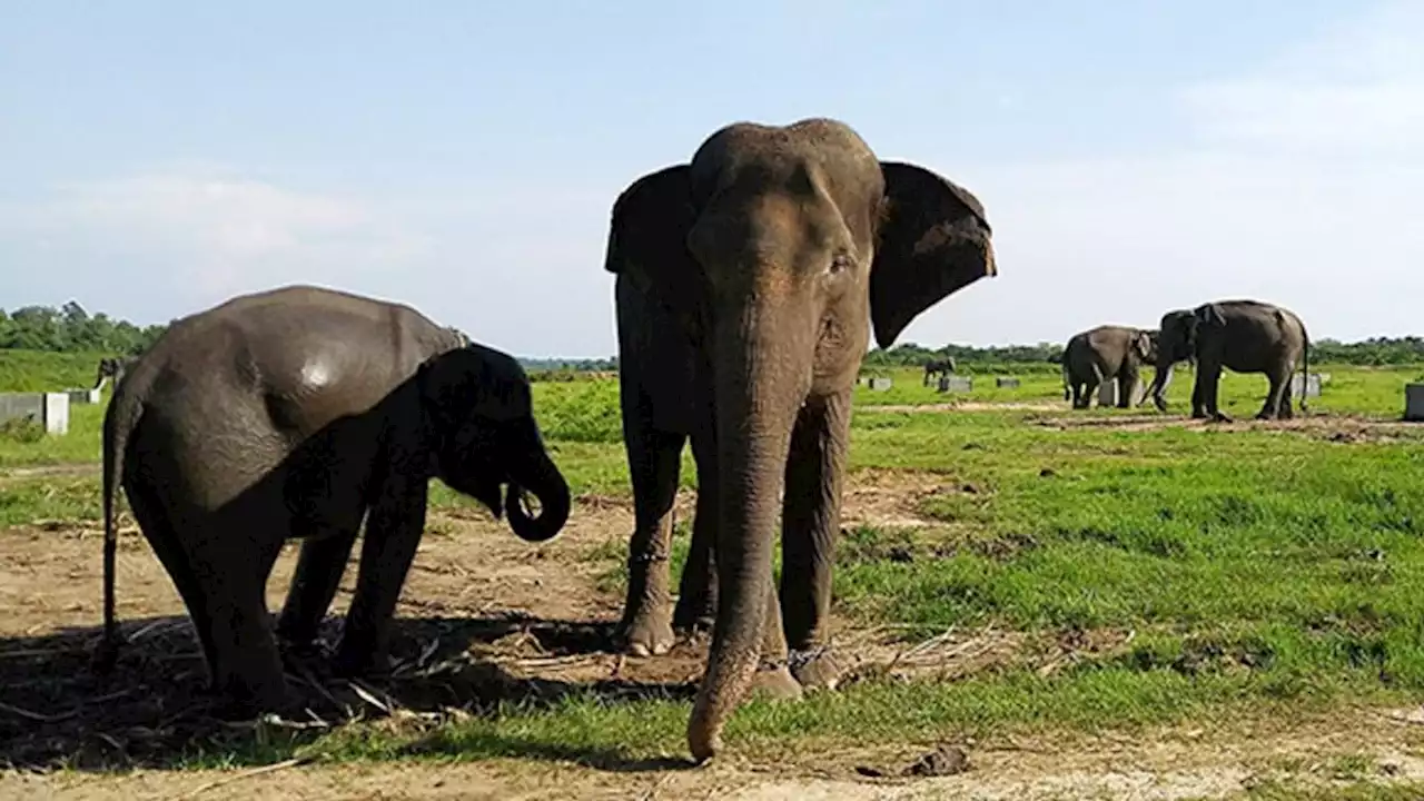 Gajah Jantan Lahir di Pusat Latihan Gajah Way Kambas