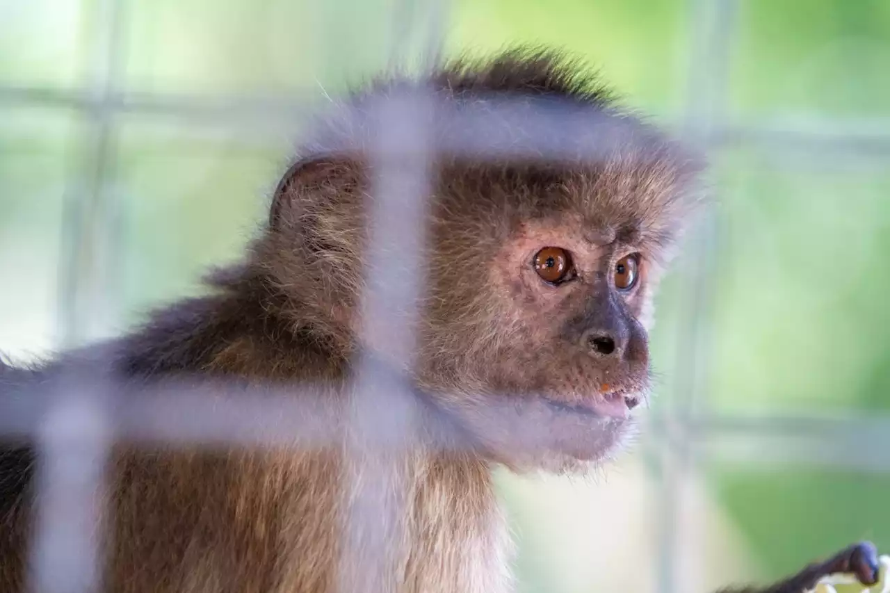 Synthetische Embryonen im Tierversuch herangezüchtet