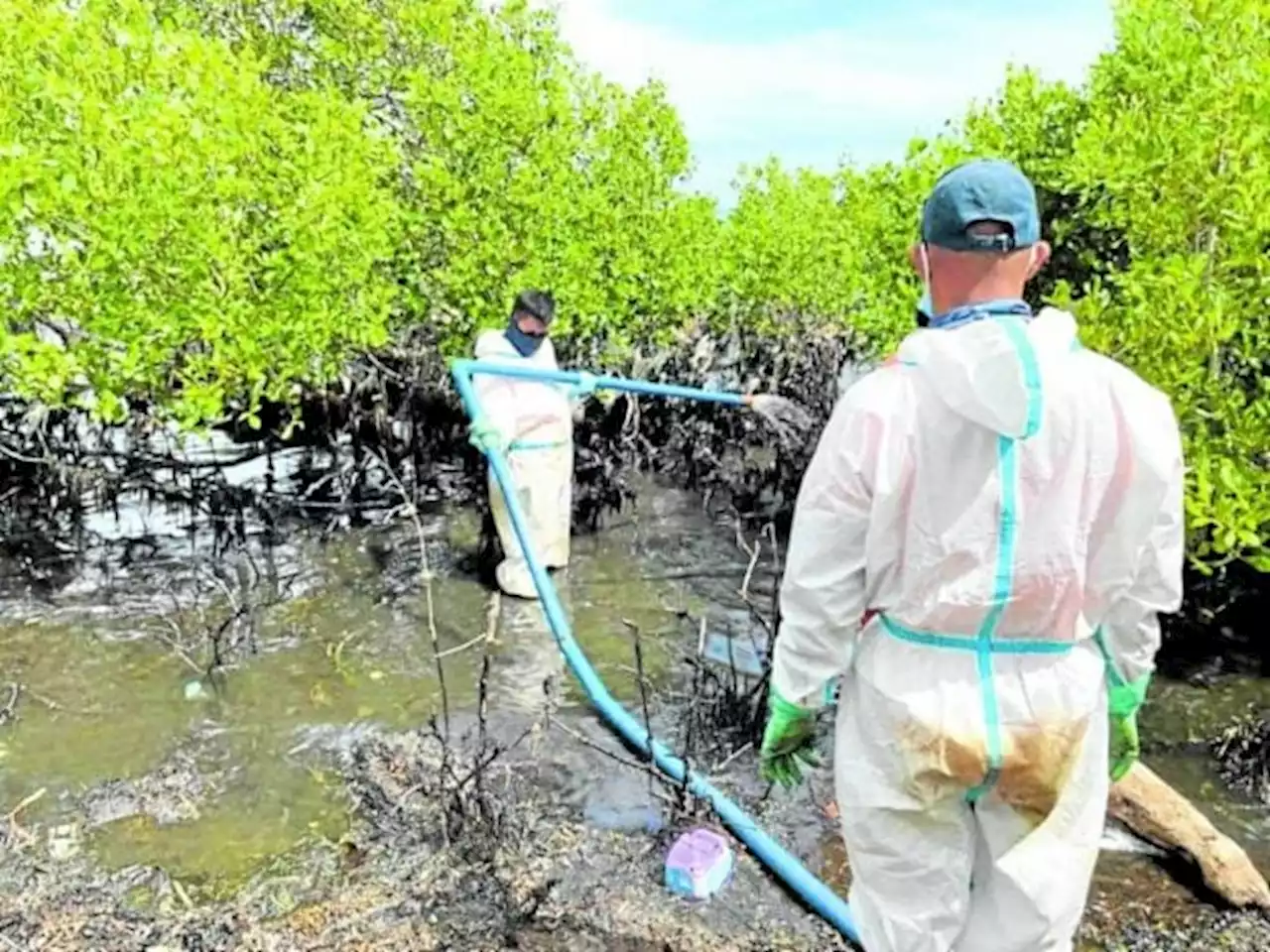 Oil sludge taints mangroves in Oriental Mindoro