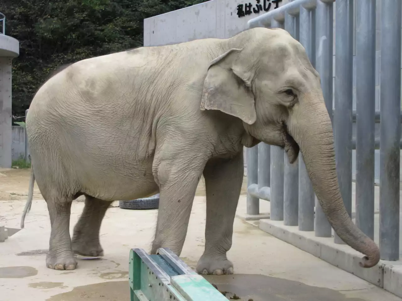 Elephant's self-taught banana peeling skill sheds light on the species' remarkable cognitive abilities