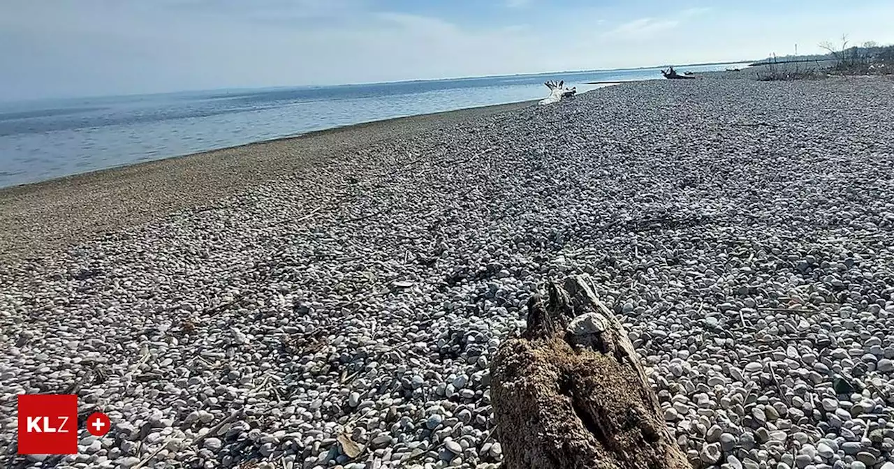 Freier Eintritt: 'Red Bull-Strand' in Monfalcone startet in erste Saison | Kleine Zeitung