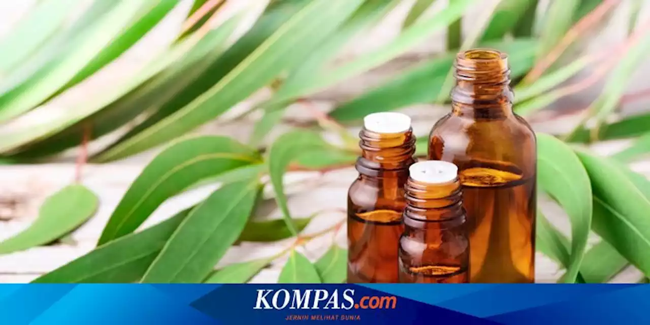 10 Manfaat Minyak Kayu Putih untuk Kesehatan