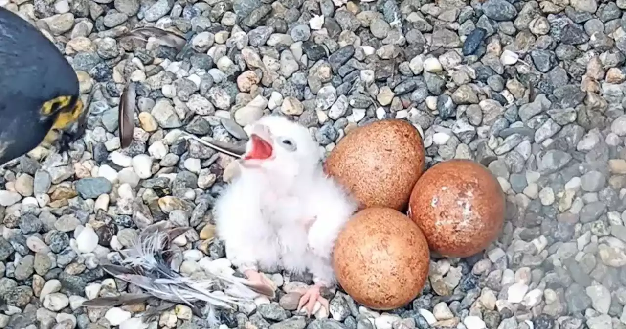 Update: First falcon chick hatches in nest atop UC Berkeley's Campanile tower