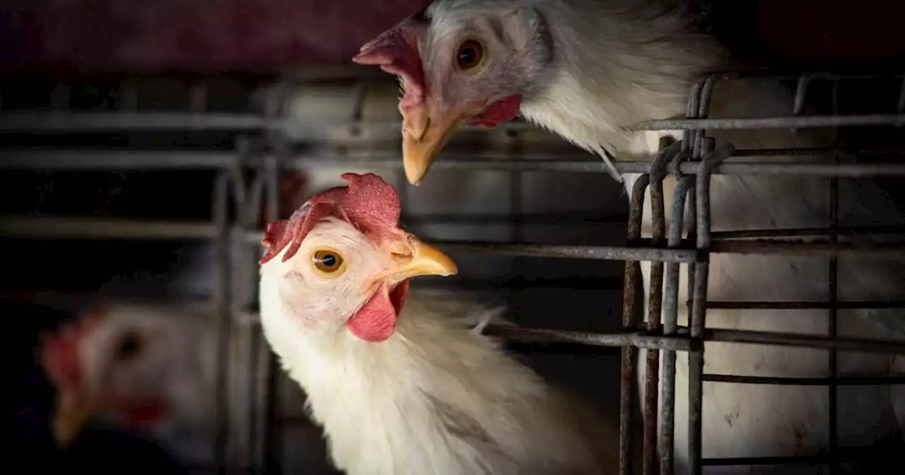 WHO: Erster Todesfall durch Vogelgrippe-Virus H3N8 in China