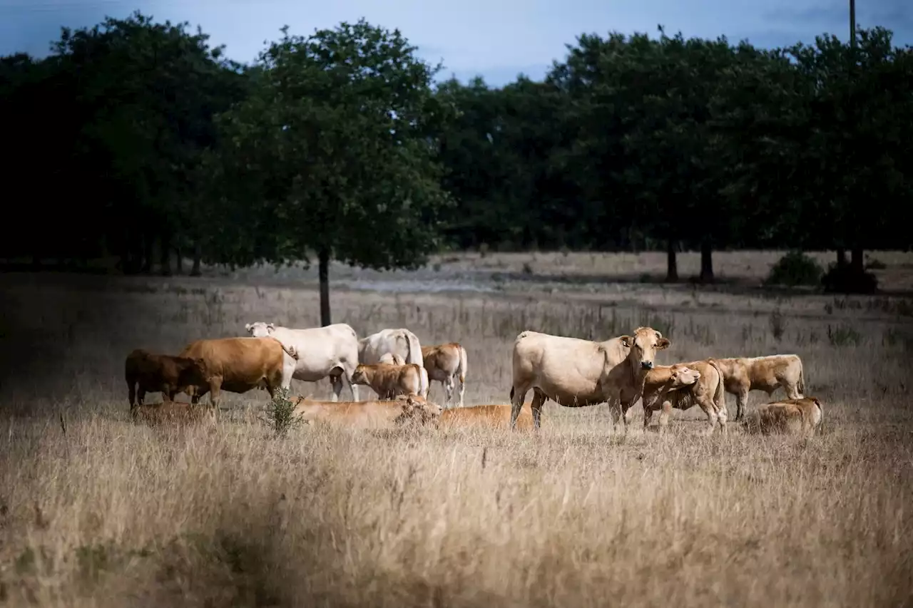 Climat : les préconisations ambitieuses du Giec des Pays de la Loire