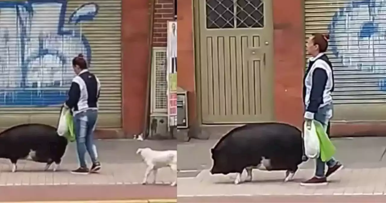 Video: Mujer salió a caminar con un cerdo en Bogotá y se volvió viral