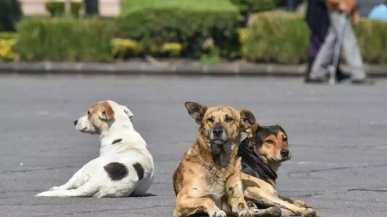 Esto se sabe sobre los 118 perros muertos encontrados en una camioneta en Ciudad Juárez | VIDEO