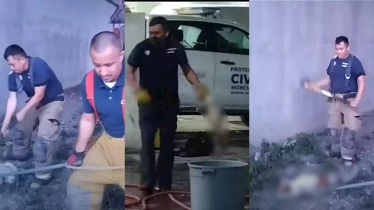 VIDEO| Exhiben a bomberos de Monclova por torturar y matar perros