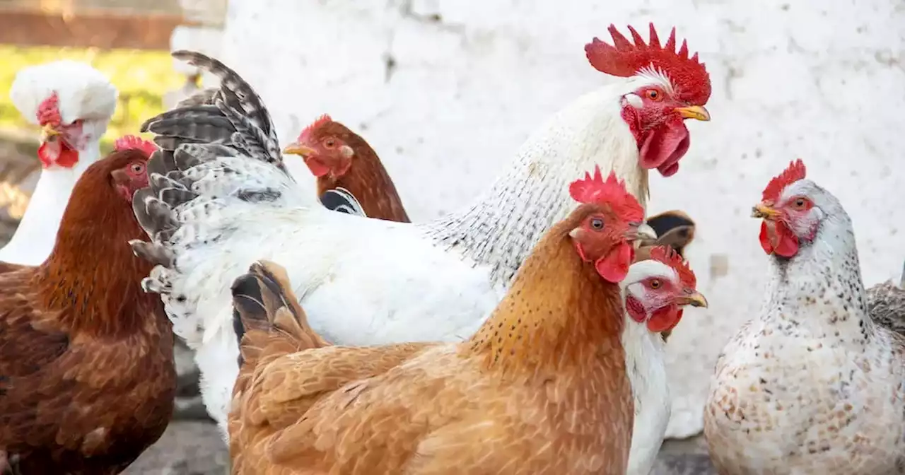 Corrientes: un juez frenó la matanza de más de 200 mil gallinas por presunta gripe aviar | Agro | La Voz del Interior