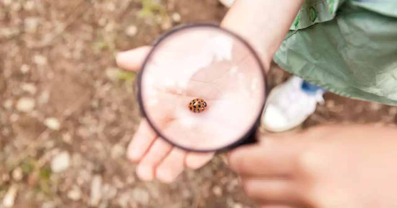 «Un monde sans insectes, ce serait une catastrophe»