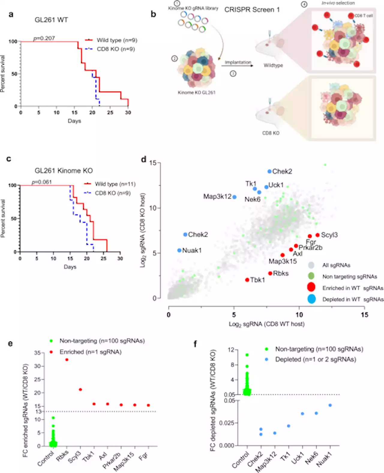 Checkpoint kinase 1/2 inhibition potentiates anti-tumoral immune response and sensitizes gliomas to immune checkpoint blockade - Nature Communications