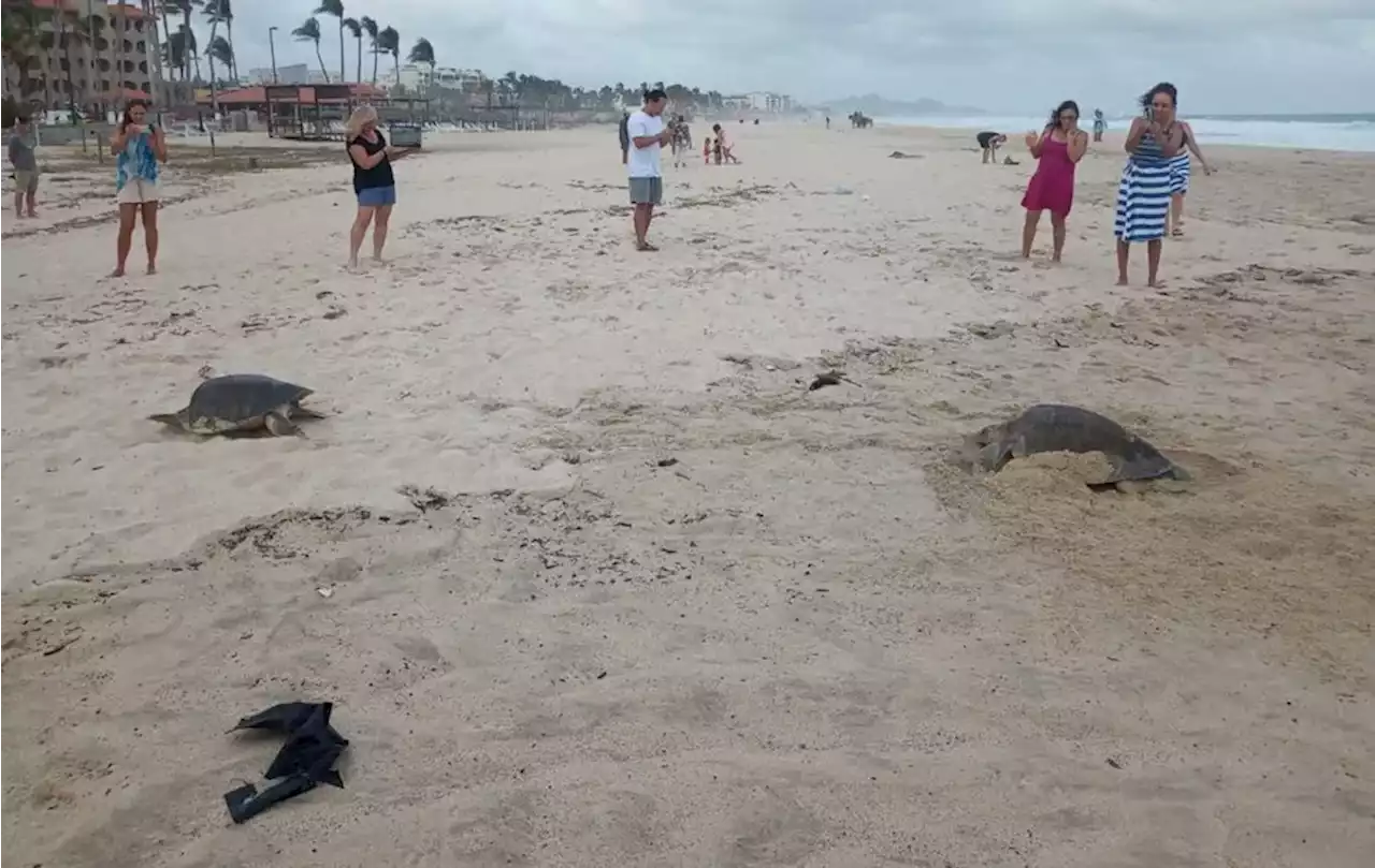 BCS. Liberan a medio millón de tortugas marinas en Los Cabos