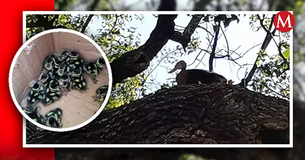 Policía de Monterrey rescata a 16 patitos que cayeron de un árbol