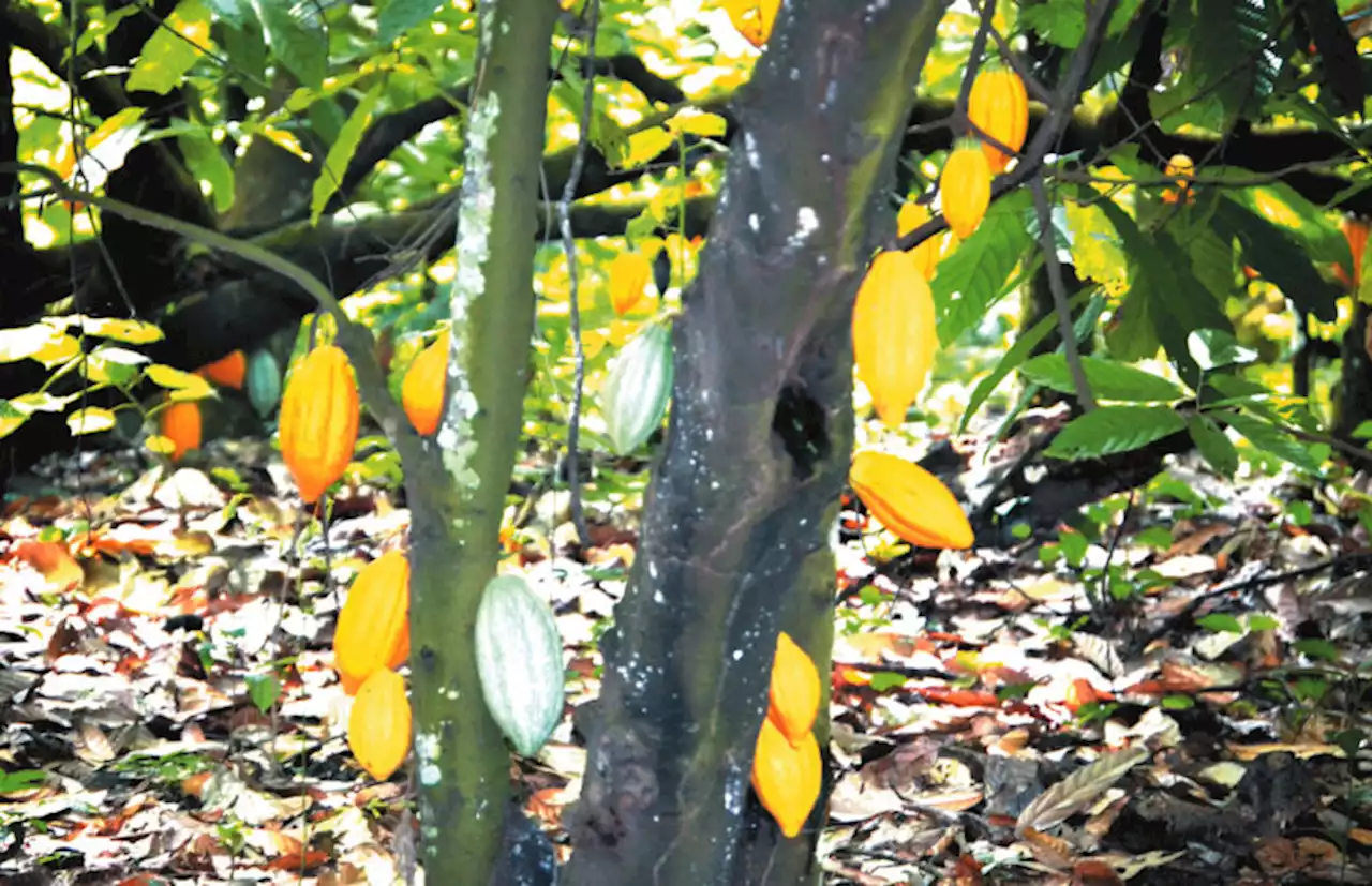 Firm donates two million cocoa seedlings to Ondo farmers