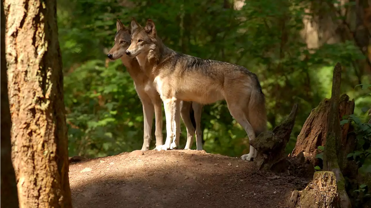 Wolf pack forms in southwest WA, litter of pups expected