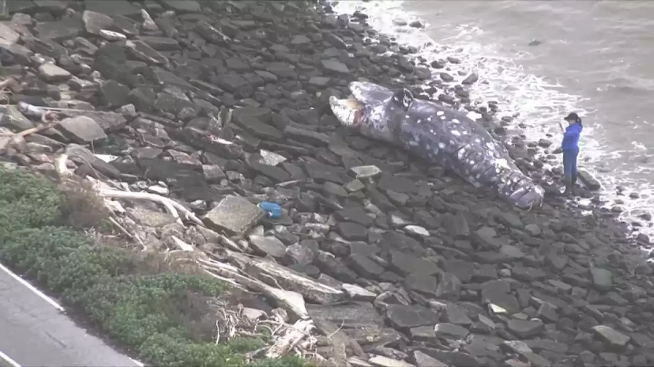 Whale That Washed Ashore Near San Leandro Marina Killed by Vessel Strike