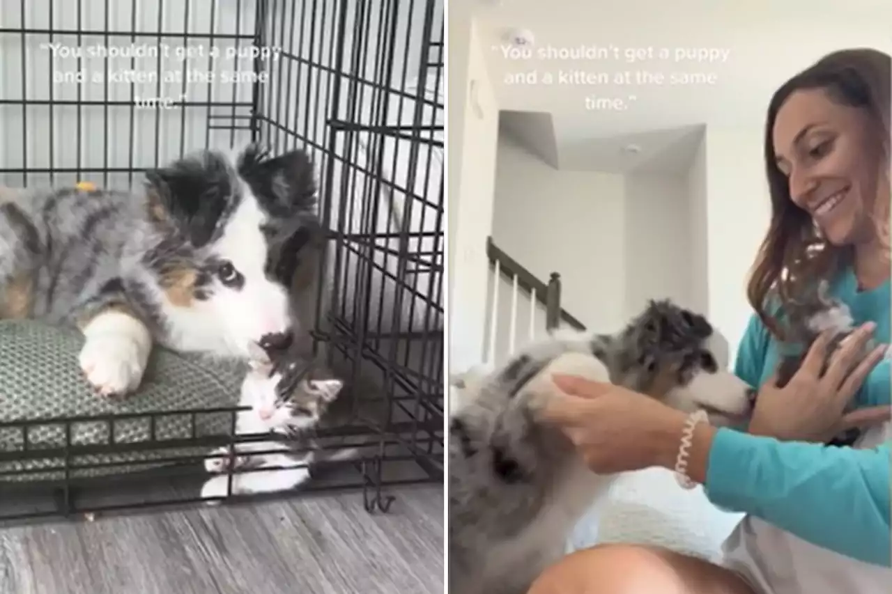 'Best decisions of my life': Woman buys puppy and kitten at the same time