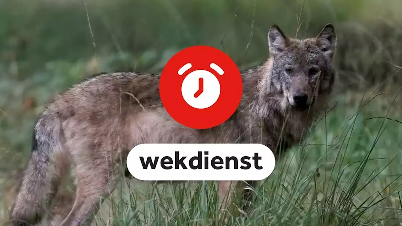 Wekdienst 12/4: Rechtszaak om spermadonor • Spoeddebat over wolf in Gelderland