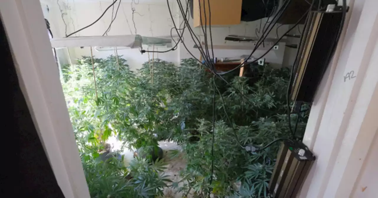 Surprise as 'dangerous' cannabis farm found in 'quiet' street