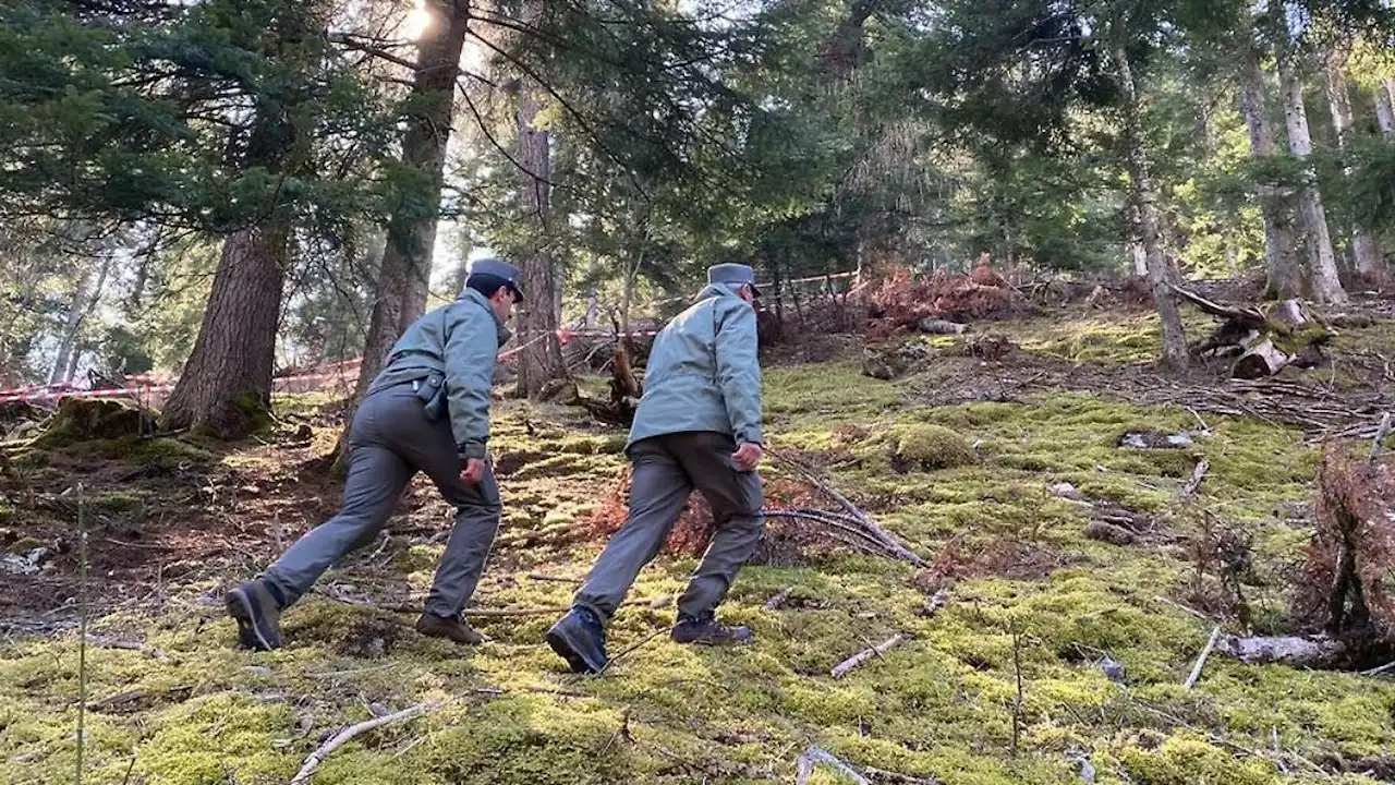 Jogger getötet: Bärin ist Schwester von 'Problembär' Bruno