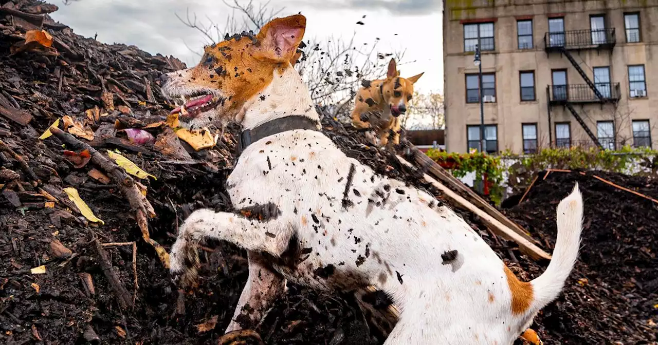 Rat-Hunting Dogs in Bushwick